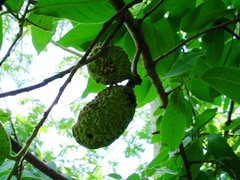 Sapranthus foetidus