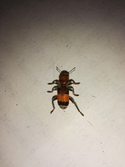 Enoclerus ichneumoneus