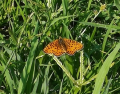 Melitaea didyma