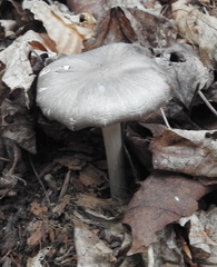 Megacollybia