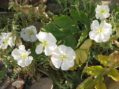Oenothera deltoides