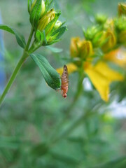 Opomyza florum
