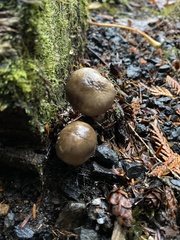 Agaricus deardorffensis