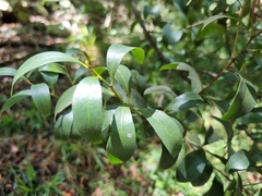 Pterocelastrus echinatus