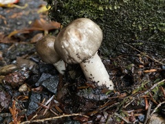 Agaricus deardorffensis