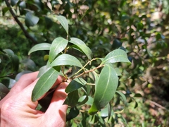 Pterocelastrus echinatus