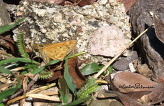 Hylephila phyleus phyleus