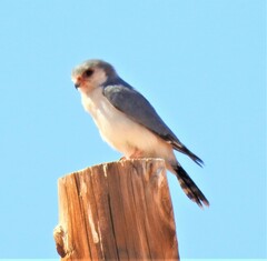 Polihierax semitorquatus