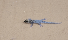 Lygodactylus picturatus