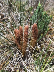 Phlegmariurus crassus