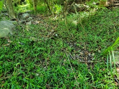 Oplismenus hirtellus