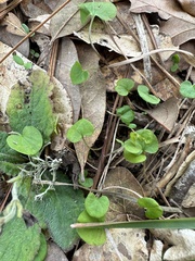 Dichondra carolinensis
