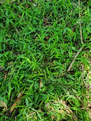 Oplismenus hirtellus