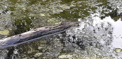 Aeshna mixta