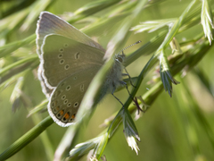 Polyommatus amandus