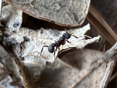 Cyphomyrmex rimosus