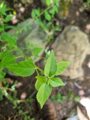 Acalypha glabrata
