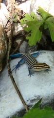 Pholidoscelis lineolatus
