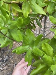 Acrisione denticulata