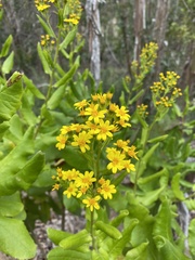 Acrisione denticulata