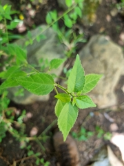Acalypha glabrata