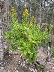 Acrisione denticulata