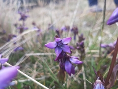 Gentianella rapunculoides