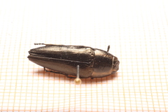 Sphenoptera