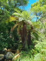 Cyathea dregei