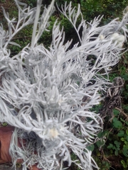 Senecio viravira