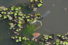 Ischnura fluviatilis