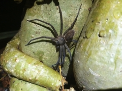 Heteropoda venatoria