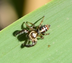 Thyene imperialis