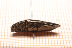 Sphenoptera