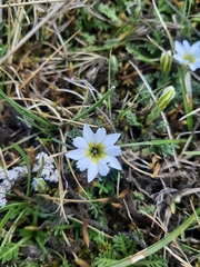 Gentiana sedifolia
