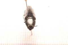 Sphenoptera