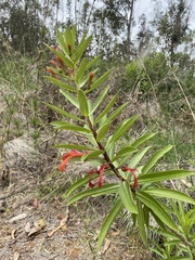 Lobelia excelsa