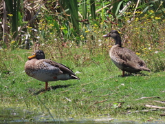 Anas platyrhynchos × undulata
