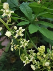 Cyclanthera