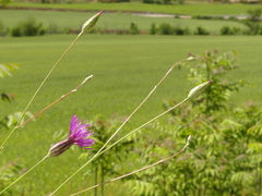 Crupina crupinastrum
