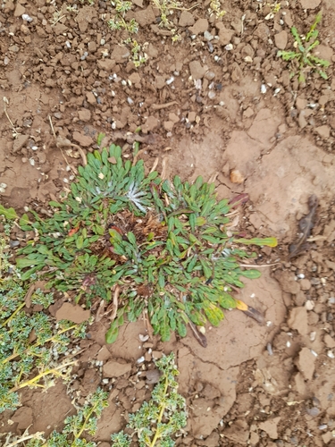 Platycarphella image