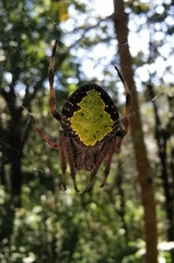 Eriophora