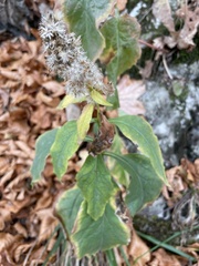 Solidago
