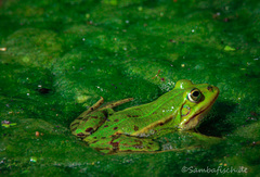 Pelophylax lessonae
