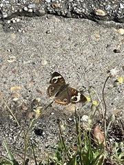 Junonia coenia