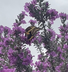 Heraclides cresphontes