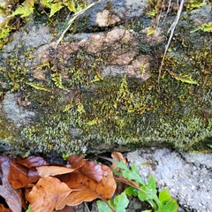 Blindiadelphus recurvatus