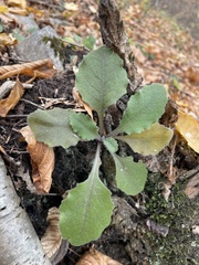 Pseudoturritis turrita