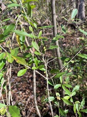 Ligustrum obtusifolium