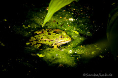 Pelophylax lessonae